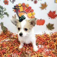 Sammi's CKC female, a female Shorkie for sale in Hephzibah, GA – Photo 3 of 10