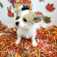 Sammi's CKC female, a female Shorkie for sale in Hephzibah, GA – Photo 10 of 10