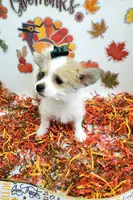 processed/6caa5903-aa86-408e-92bf-628c404b6170/listing/5cdb64cb-1048-4732-b7dd-aadc9595111b/314aa6fc-7409-43f3-905e-fd8e42df46c4