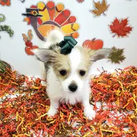 Sammi's CKC female, a female Shorkie for sale in Hephzibah, GA – Photo 5 of 10