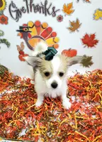 processed/6caa5903-aa86-408e-92bf-628c404b6170/listing/5cdb64cb-1048-4732-b7dd-aadc9595111b/62c2333a-37b5-4049-ab0c-3b6e4d58ad76