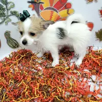 Sammi's CKC female, a female Shorkie for sale in Hephzibah, GA – Photo 7 of 10