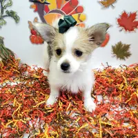 Sammi's CKC female, a female Shorkie for sale in Hephzibah, GA – Photo 1 of 10