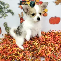 Sammi's CKC female, a female Shorkie for sale in Hephzibah, GA – Photo 8 of 10