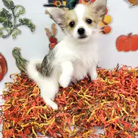 Sammi's CKC female, a female Shorkie for sale in Hephzibah, GA – Photo 4 of 10