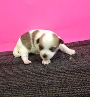 processed/6caa5903-aa86-408e-92bf-628c404b6170/listing/5cdb64cb-1048-4732-b7dd-aadc9595111b/e806c120-4c1c-4585-ab13-c20c9f710440