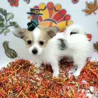 Sammi's CKC female, a female Shorkie for sale in Hephzibah, GA – Photo 9 of 10