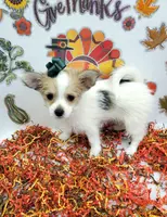 processed/6caa5903-aa86-408e-92bf-628c404b6170/listing/5cdb64cb-1048-4732-b7dd-aadc9595111b/f12c6b99-e2f4-43e6-a5eb-4a8a3548f670