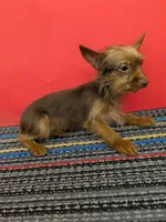 AKC male  (Choco), a male Yorkshire Terrier for sale in Hephzibah, GA – 5 of 10