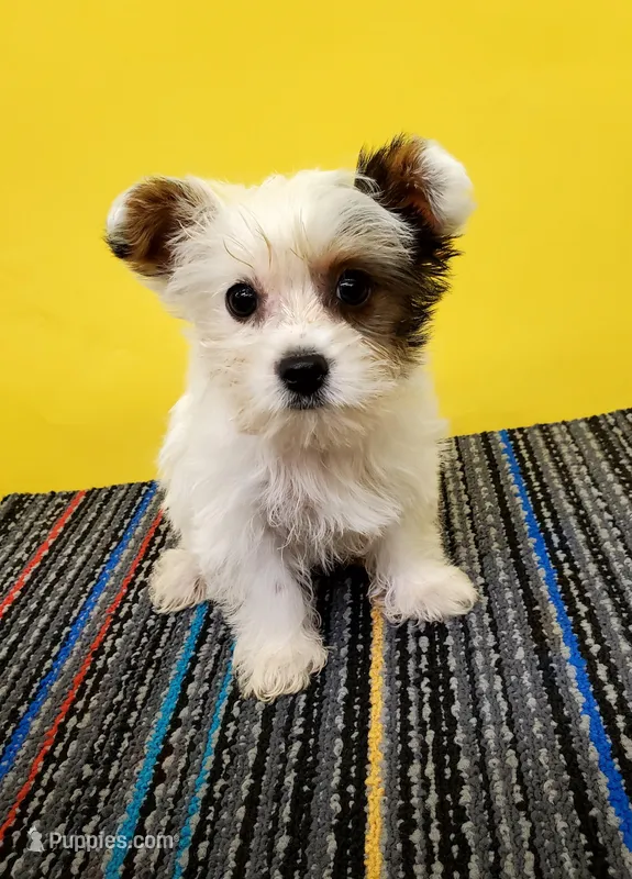 Savannah's AKC parti female