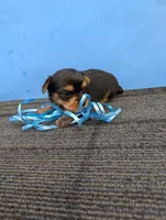 Marie's CKC male #2, a male Yorkshire Terrier for sale in Hephzibah, GA – 7 of 8