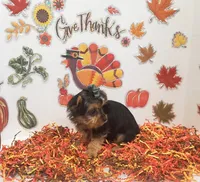 Sassy girl (AKC female), a female Yorkshire Terrier for sale in Hephzibah, GA – Photo 4 of 6