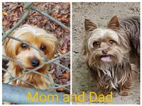 Sassy girl (AKC female), a female Yorkshire Terrier for sale in Hephzibah, GA – Photo 6 of 6