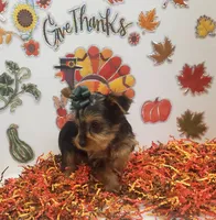 Sassy girl (AKC female), a female Yorkshire Terrier for sale in Hephzibah, GA – Photo 5 of 6