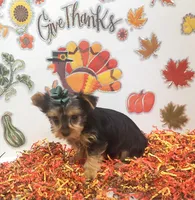 Sassy girl (AKC female), a female Yorkshire Terrier for sale in Hephzibah, GA – Photo 1 of 6