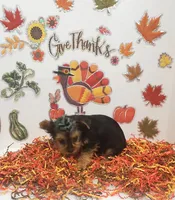 Sassy girl (AKC female), a female Yorkshire Terrier for sale in Hephzibah, GA – Photo 2 of 6