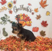 Sassy girl (AKC female), a female Yorkshire Terrier for sale in Hephzibah, GA – Photo 3 of 6