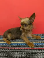 AKC male  (Choco), a male Yorkshire Terrier for sale in Hephzibah, GA – 3 of 10