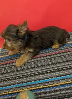 CKC Chocolate male 'Lil Boy Blue', a male Yorkshire Terrier for sale in Hephzibah, GA – 7 of 10