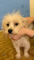 Curly The Morkie, a male Morkie for sale in Hephzibah, GA – 4 of 7