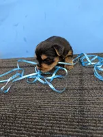 Marie's CKC male #1, a male Yorkshire Terrier for sale in Hephzibah, GA – 3 of 8