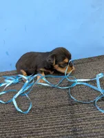 Marie's CKC male #3, a male Yorkshire Terrier for sale in Hephzibah, GA – 5 of 7