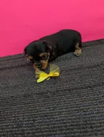 Marie's CKC female, a female Yorkshire Terrier for sale in Hephzibah, GA – 5 of 8