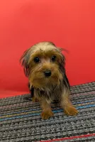 AKC traditional male (Jo=Jo), a male Yorkshire Terrier for sale in Hephzibah, GA – 3 of 10