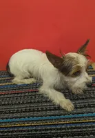 AKC Parti-male (Patches), a male Yorkshire Terrier for sale in Hephzibah, GA – 3 of 10