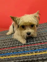 CKC male Parti-Yorkie (Peanut), a male Yorkshire Terrier for sale in Hephzibah, GA – 5 of 10