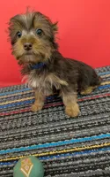 CKC Chocolate male 'Lil Boy Blue', a male Yorkshire Terrier for sale in Hephzibah, GA – 5 of 10