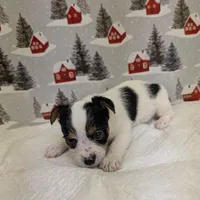 AKC Parti-male, a male Yorkshire Terrier for sale in Hephzibah, GA – Photo 7 of 8