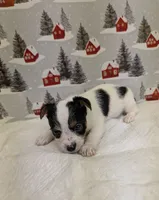 AKC Parti-male, a male Yorkshire Terrier for sale in Hephzibah, GA – Photo 7 of 8