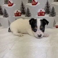 AKC Parti-male, a male Yorkshire Terrier for sale in Hephzibah, GA – Photo 1 of 8