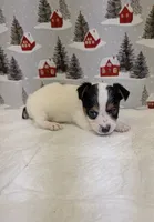 AKC Parti-male, a male Yorkshire Terrier for sale in Hephzibah, GA – Photo 1 of 8