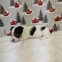 AKC Parti-male, a male Yorkshire Terrier for sale in Hephzibah, GA – Photo 8 of 8