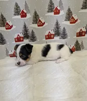 AKC Parti-male, a male Yorkshire Terrier for sale in Hephzibah, GA – Photo 8 of 8