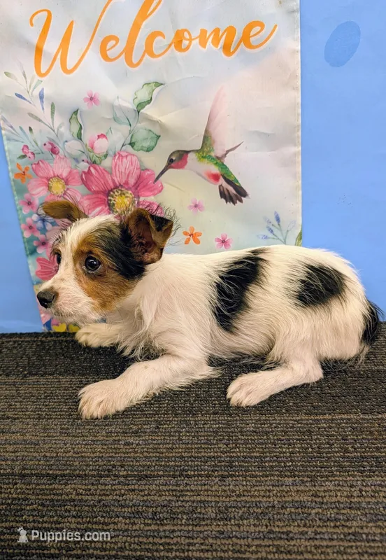 AKC Parti-male (Patches) – Yorkshire Terrier puppy for sale in Hephzibah, GA