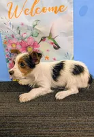 AKC Parti-male (Patches), a male Yorkshire Terrier for sale in Hephzibah, GA – Photo 1 of 8