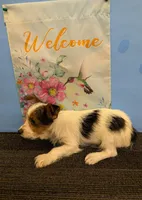 AKC Parti-male (Patches), a male Yorkshire Terrier for sale in Hephzibah, GA – Photo 6 of 8