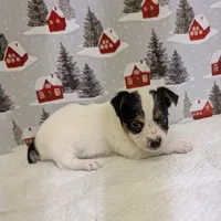 AKC Parti-male, a male Yorkshire Terrier for sale in Hephzibah, GA – Photo 6 of 8