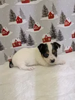 AKC Parti-male, a male Yorkshire Terrier for sale in Hephzibah, GA – Photo 6 of 8