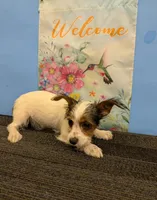 AKC Parti-male (Patches), a male Yorkshire Terrier for sale in Hephzibah, GA – Photo 2 of 8