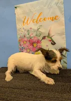 AKC Parti-male (Patches), a male Yorkshire Terrier for sale in Hephzibah, GA – Photo 4 of 8