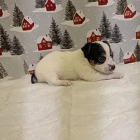 AKC Parti-male, a male Yorkshire Terrier for sale in Hephzibah, GA – Photo 5 of 8