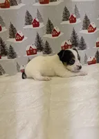 AKC Parti-male, a male Yorkshire Terrier for sale in Hephzibah, GA – Photo 5 of 8