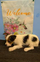 AKC Parti-male (Patches), a male Yorkshire Terrier for sale in Hephzibah, GA – Photo 5 of 8