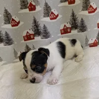 AKC Parti-male, a male Yorkshire Terrier for sale in Hephzibah, GA – Photo 3 of 8