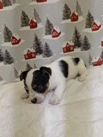 AKC Parti-male, a male Yorkshire Terrier for sale in Hephzibah, GA – Photo 3 of 8