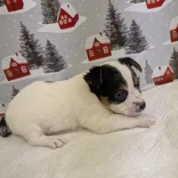 AKC Parti-male, a male Yorkshire Terrier for sale in Hephzibah, GA – Photo 2 of 8